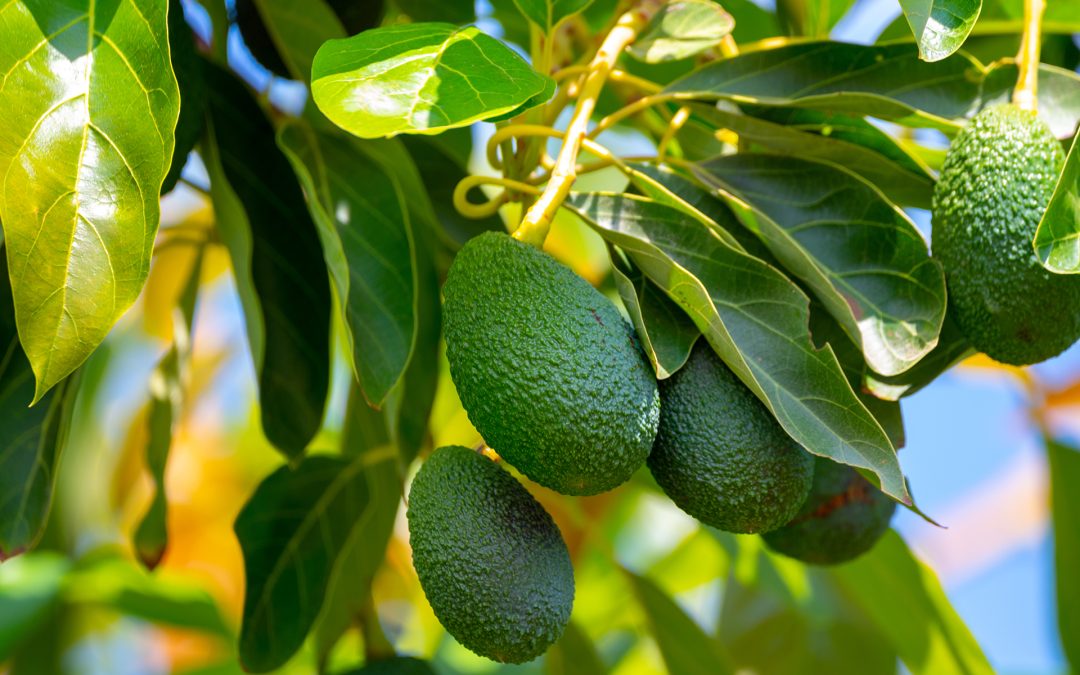 Avocados