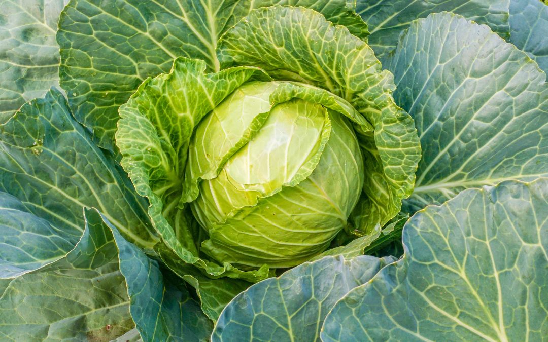 Cabbage