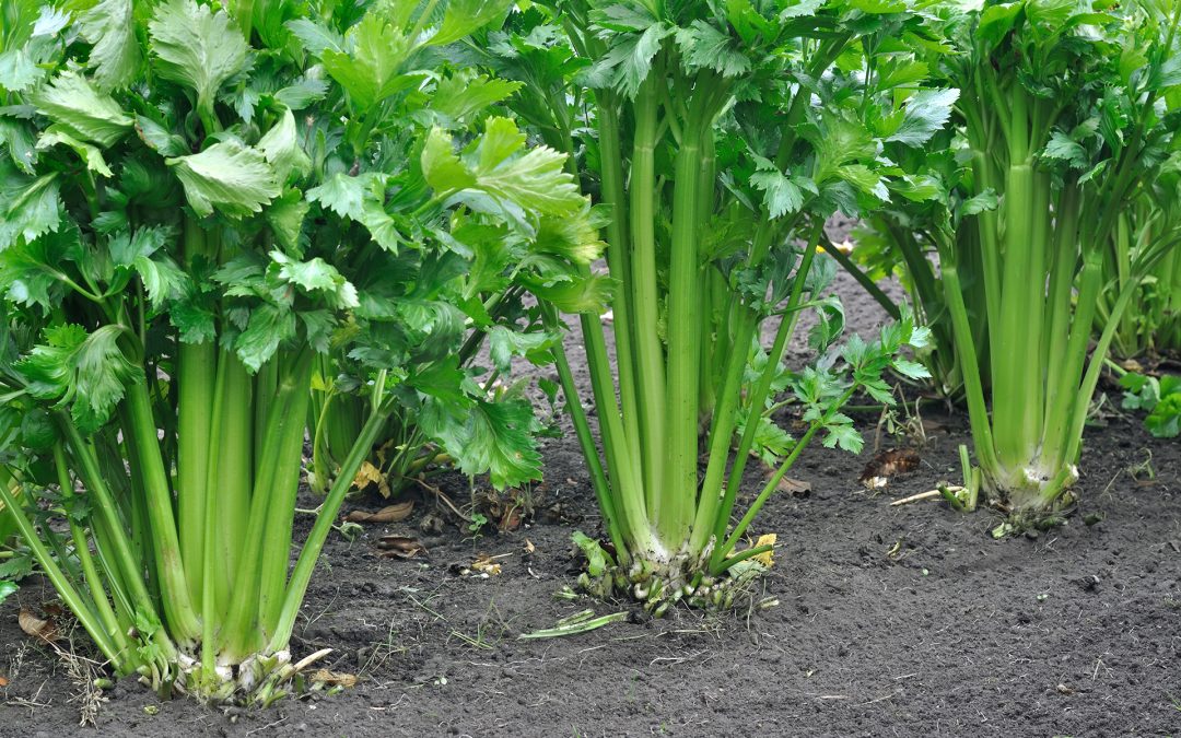 Celery