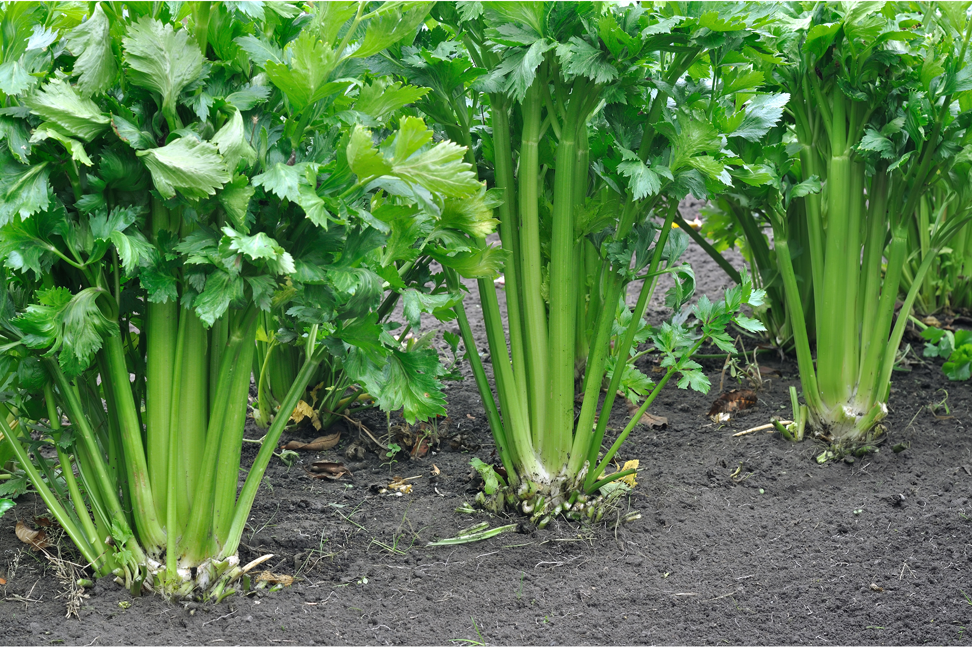 Celery Celery