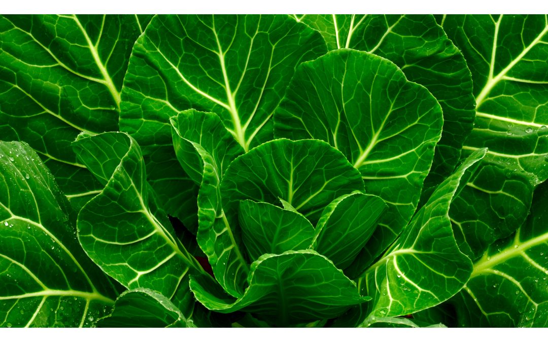 Collard Greens