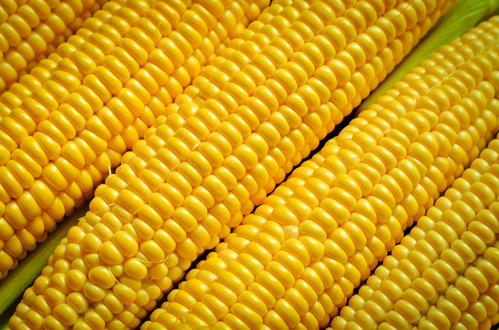 Corn Corn