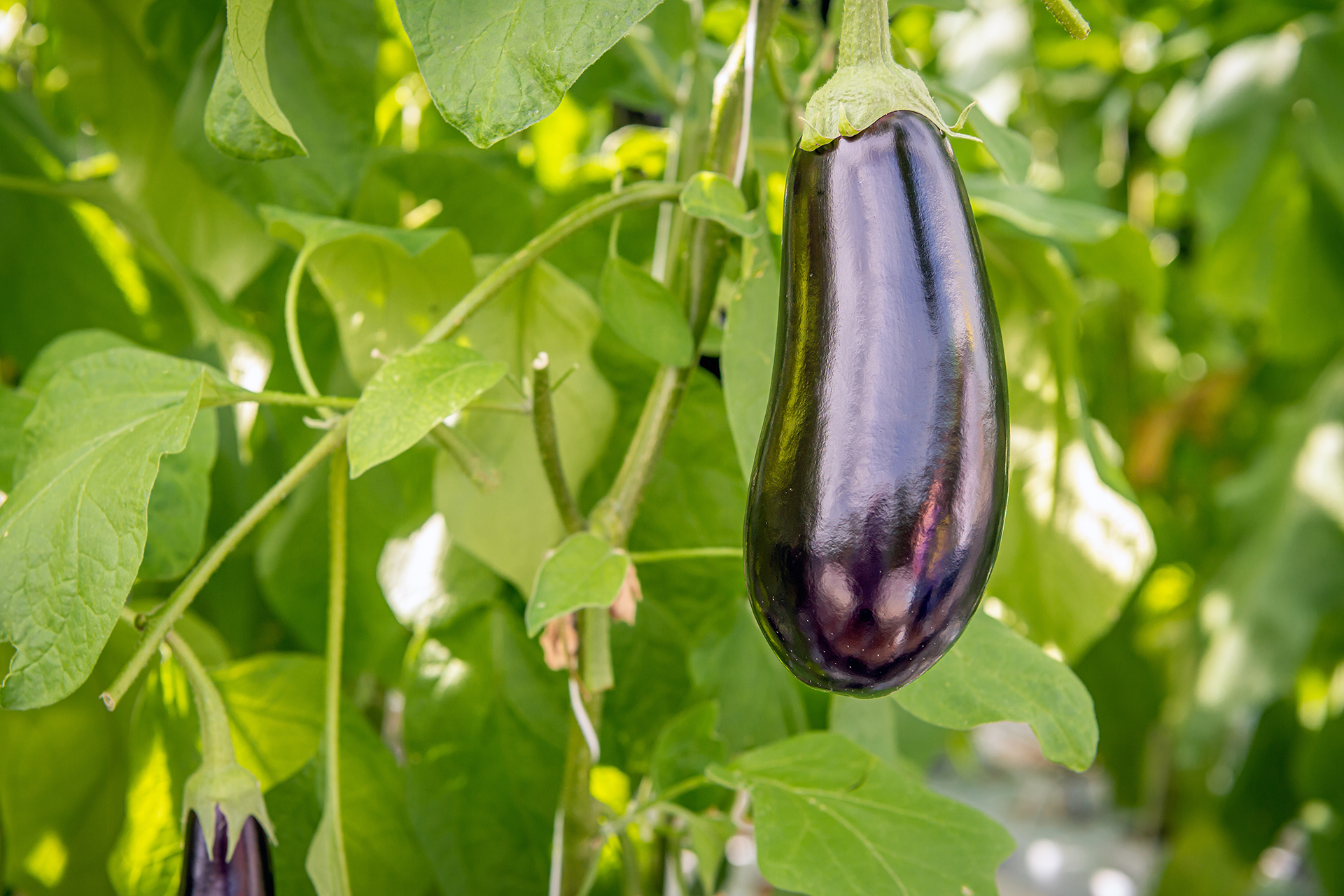 Eggplant