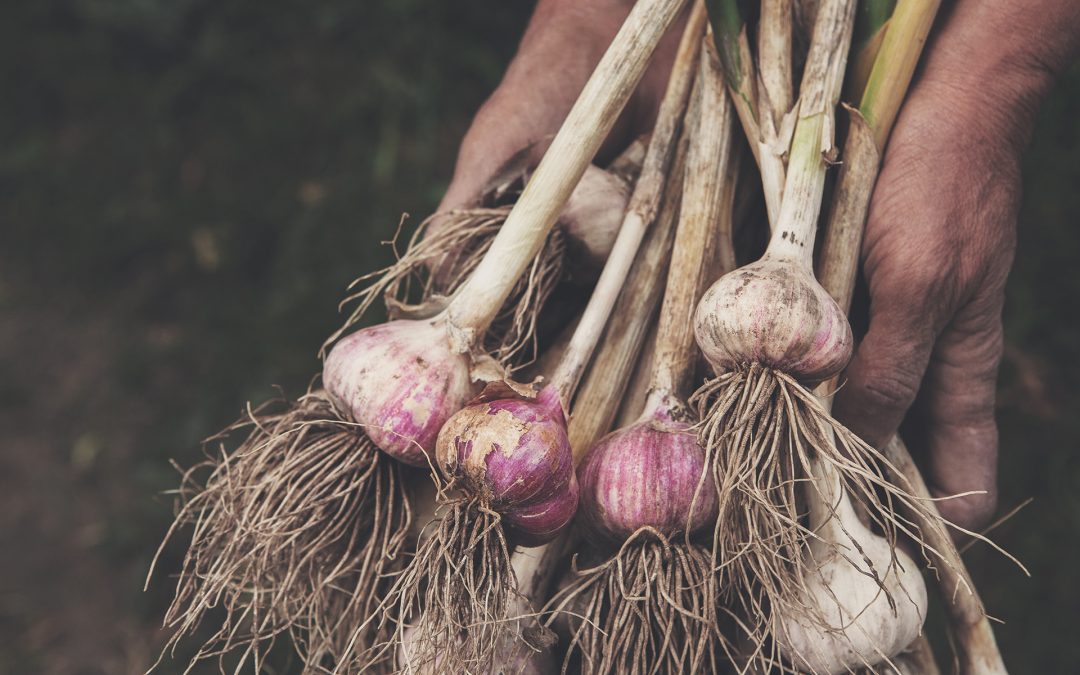 Garlic