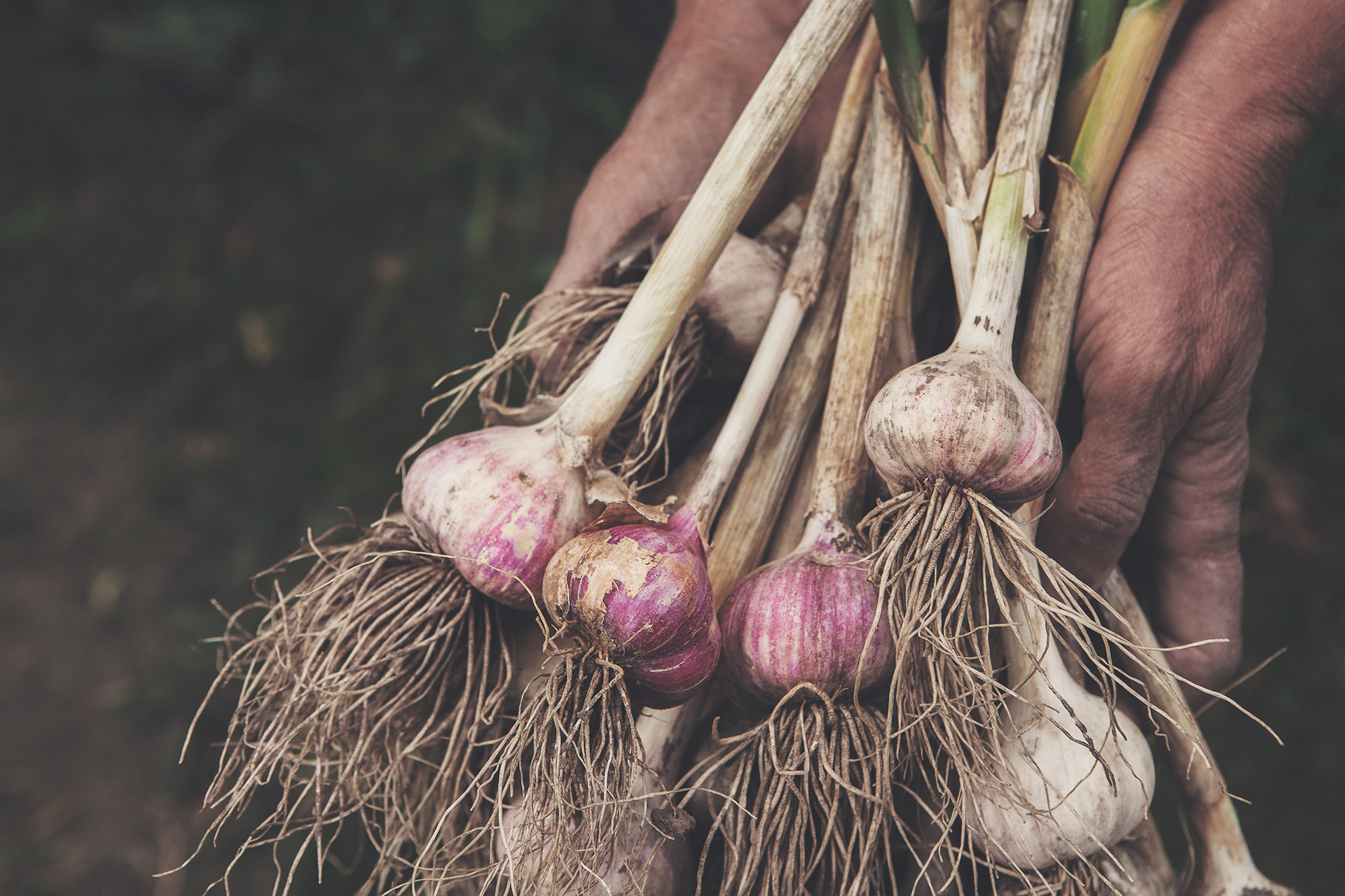 Garlic