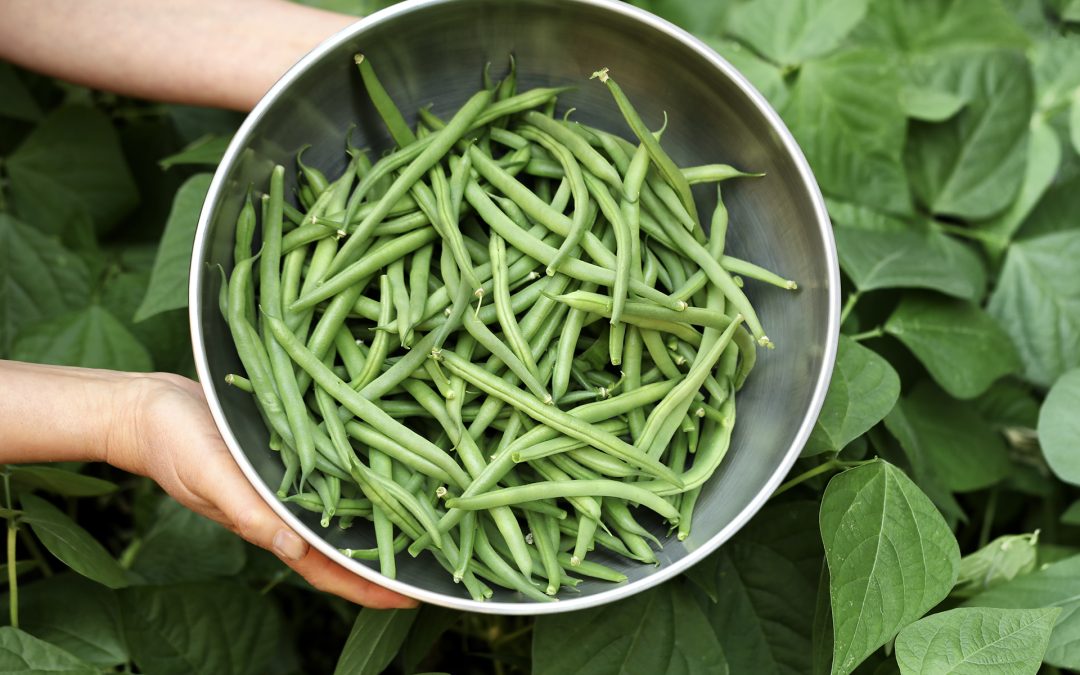 Green Beans