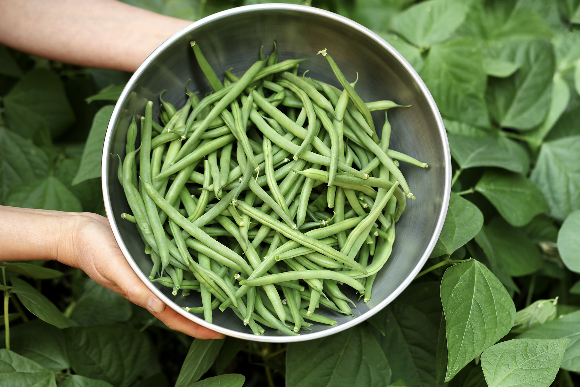 Green Beans Green Beans