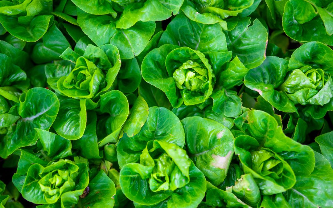 Lettuce