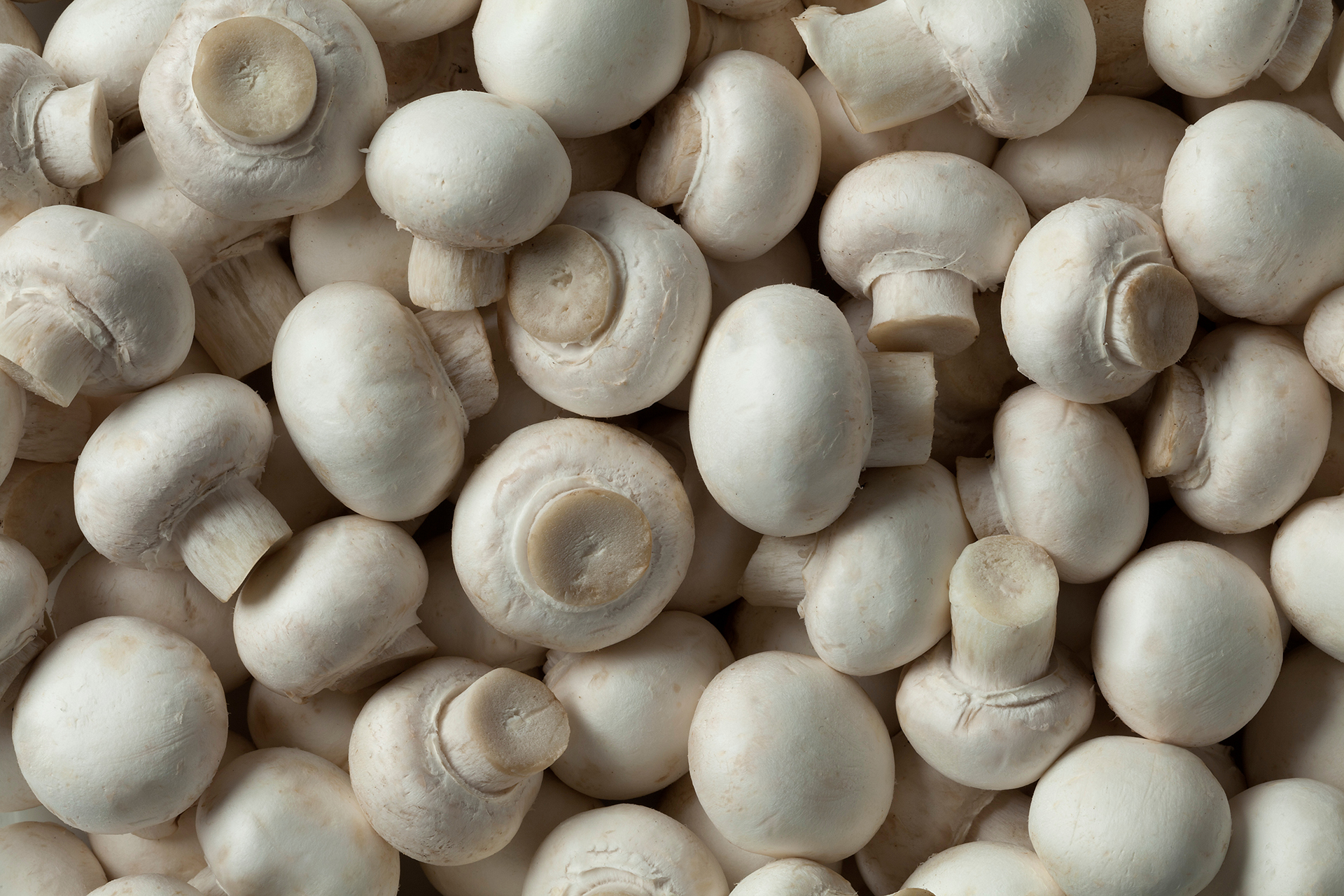 Mushrooms Mushrooms