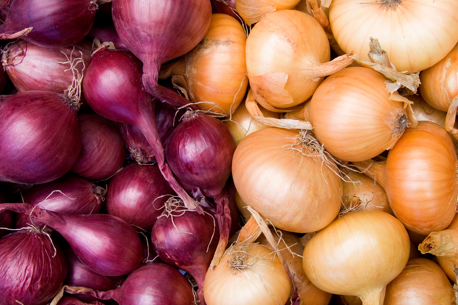 Onions