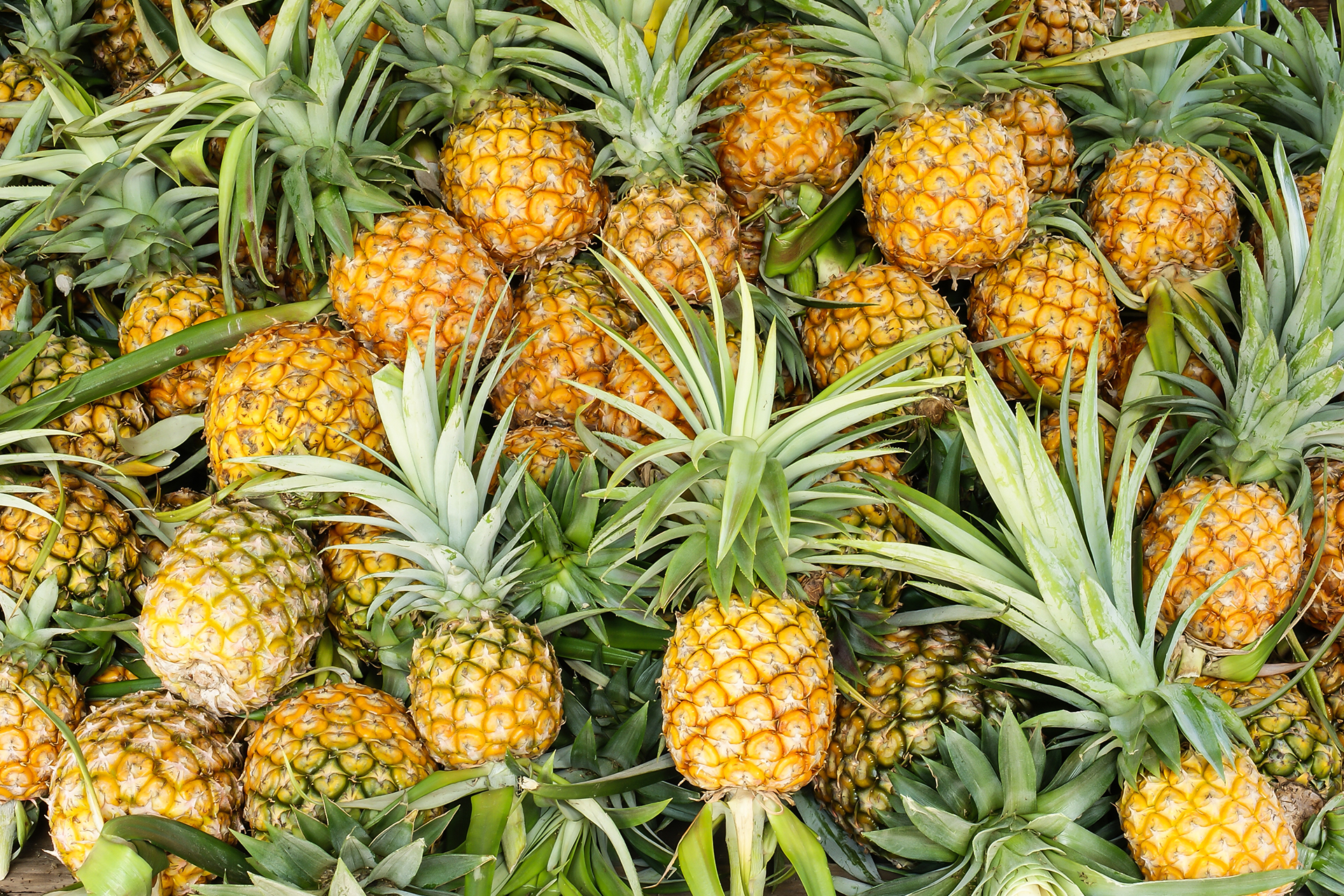 Pineapple Pineapple