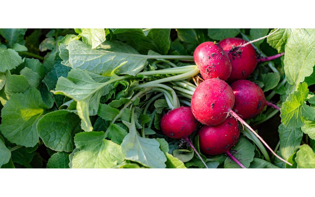 Radishes