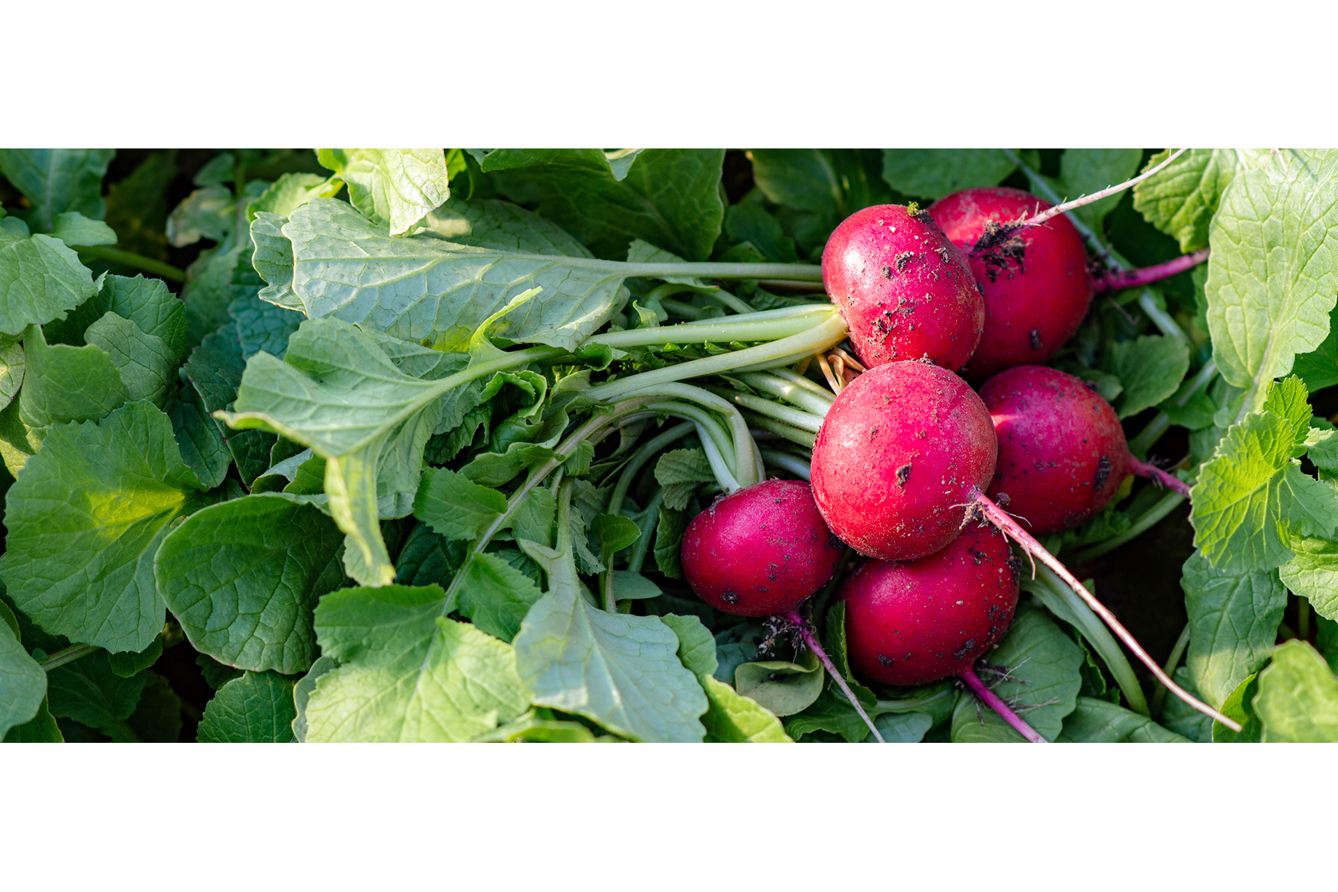 Radish Radish