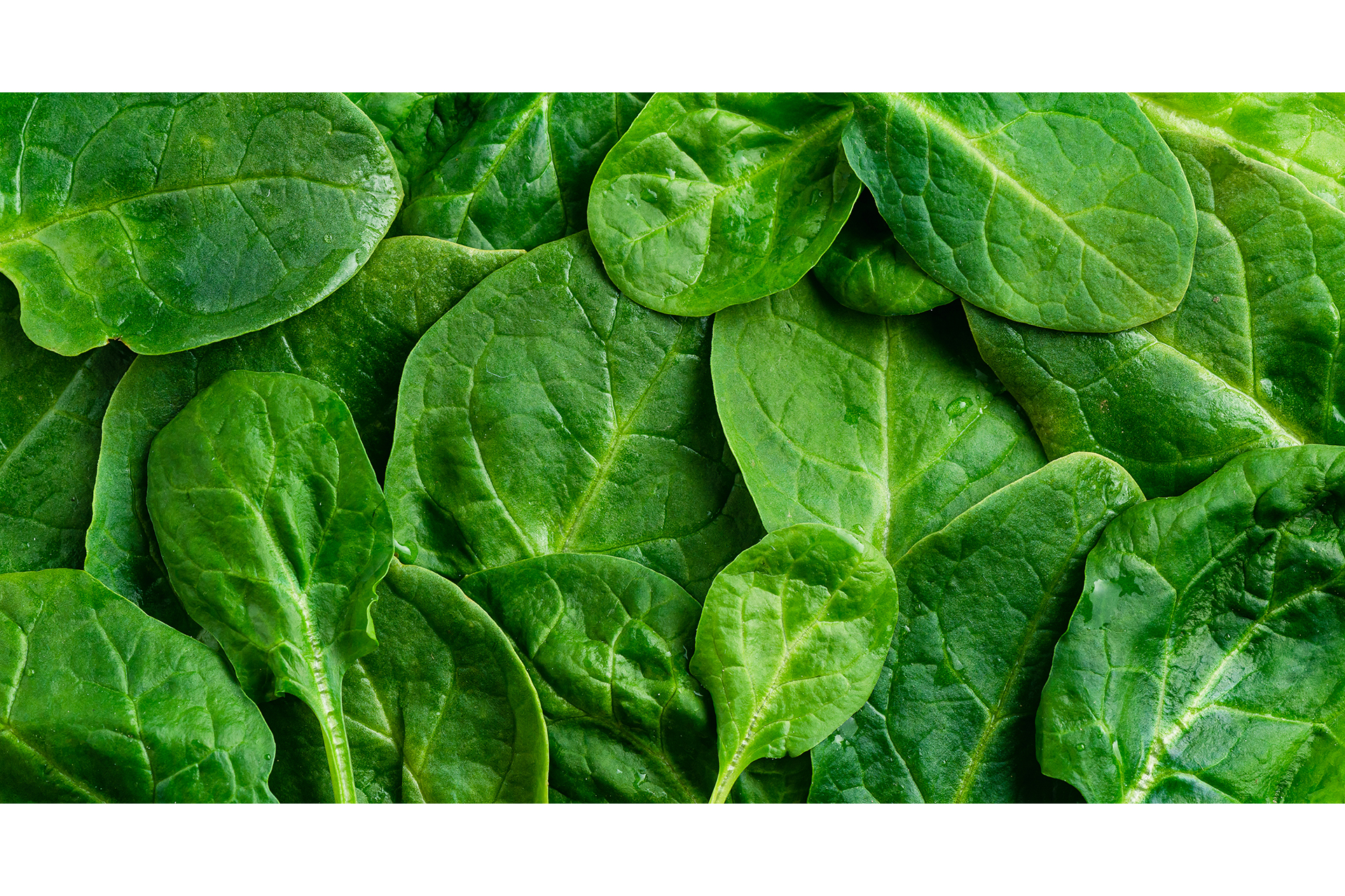 Spinach Spinach
