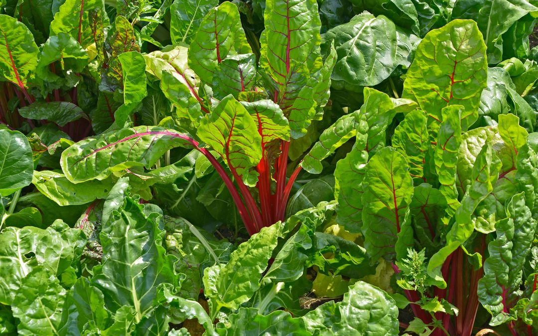 Swiss Chard