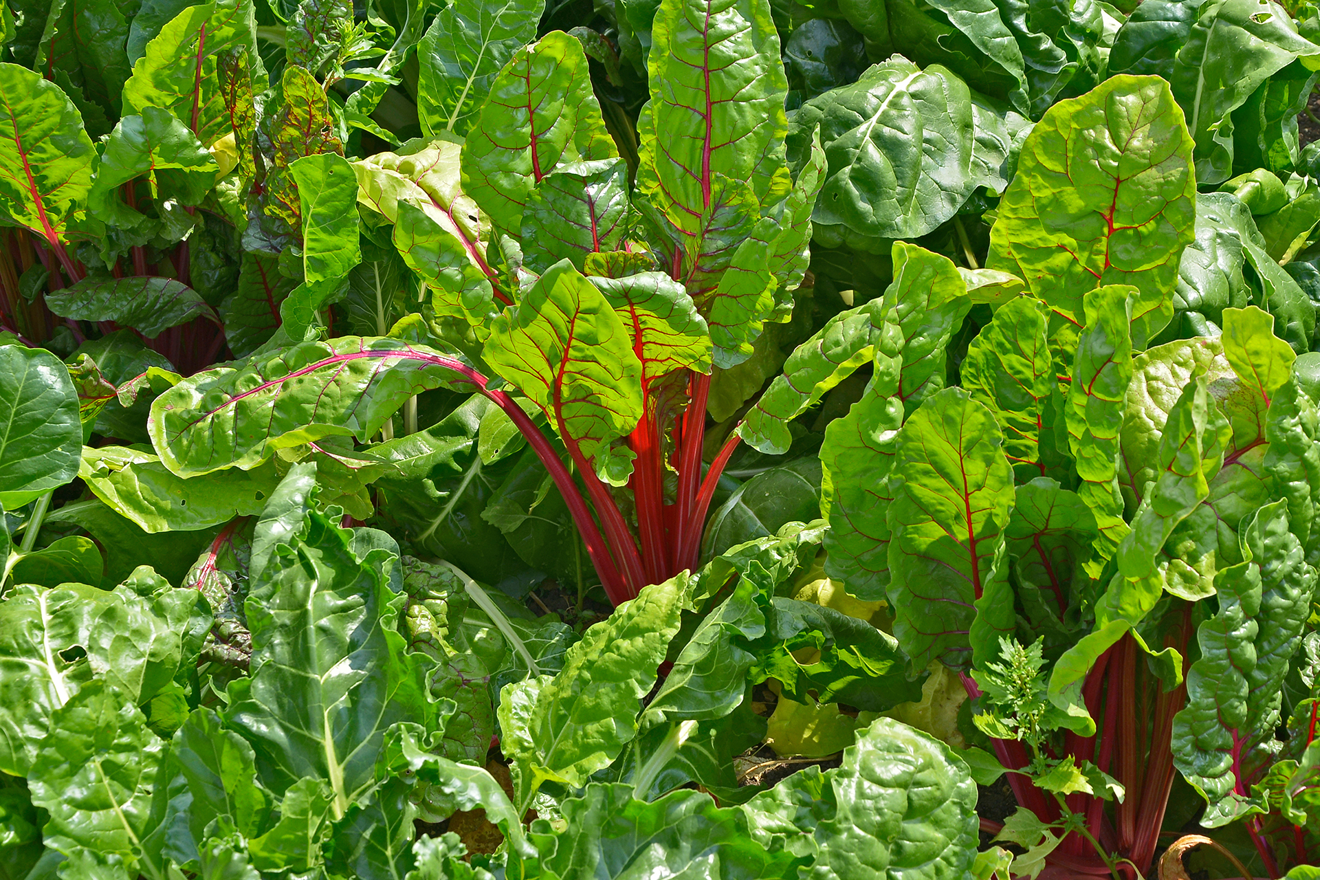 Swiss Chard
